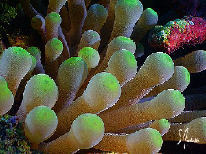 Giant Anemone... This image was taken during a dive off R... by Steven Anderson 